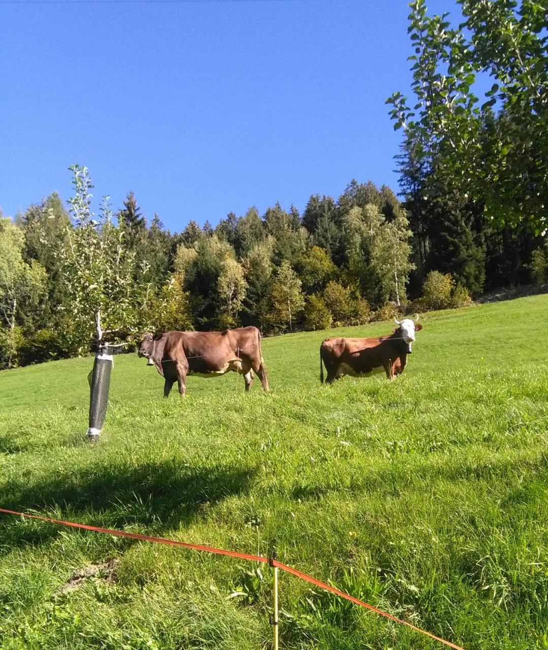 Stockhof Apartment Zell am Ziller Ngoại thất bức ảnh